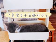 -猫的茶·猫咖