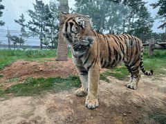 -西霞口神雕山野生动物世界