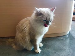 -瞄一喵猫咖(格力海岸店)