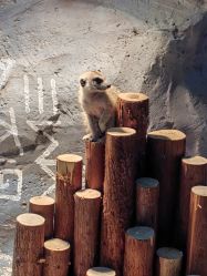 -Zoolung Zoolung动物主题公园(海信广场店)