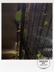 点击看大图 -藤野造型
