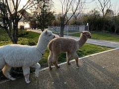 -杭州桐庐康莱德酒店西餐厅-舍