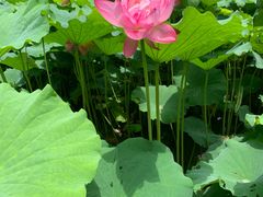 -陈家山荷花公园