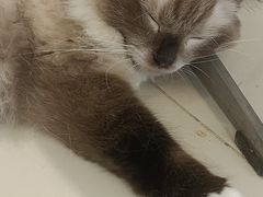 -怪兽屋·羊驼·猫咖·狗咖(俊华广场店)