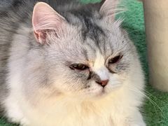 -COLOR PETS 撸猫馆·购猫·猫咖(长风大悦城店)