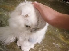 -猫猫幼稚园·撸猫·桌游·电玩