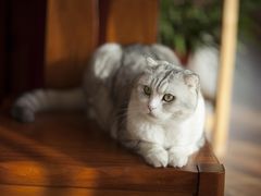 -乐琪宠物(青塔西路店)