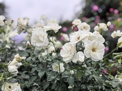 -人民公园(罗湖区)