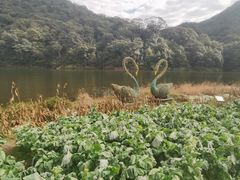 -广州市石门国家森林公园