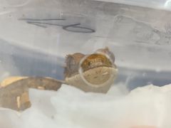 -酷以爬仙阁实体爬宠店·守宫·蜥蜴·专业繁育