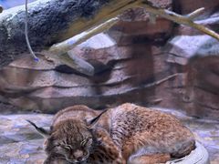 -海合安成都极地海洋公园