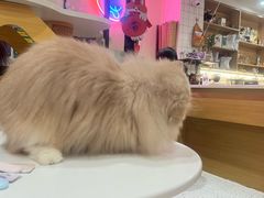 -滚猫咖啡·猫咖·猫友好撸猫(未来城店)