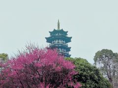 -洋湖国家湿地公园