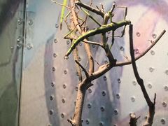 -上海大自然野生昆虫馆(东方明珠·爬宠昆虫探索中心)