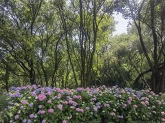 -西湖风景区-江洋畈生态公园