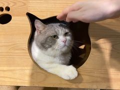 -more than meow吴止猫主题餐厅(承德 中船汇店)