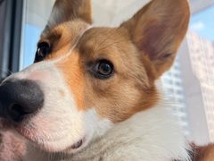 -帕帕拉兹宠物(亚洲旗舰店)