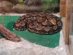 -上海大自然野生昆虫馆(东方明珠·爬宠昆虫探索中心)