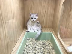 -屋虎猫馆(宝安大仟里店)