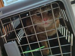 -宠颐生汉谟拉比宠物医院