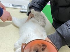 -皖宠联盟宠爱优家宠物医院(中兴西湖店)