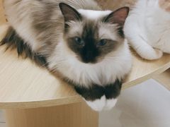 -鼓捣猫呢主题猫咖店