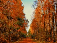 -上海海湾国家森林公园