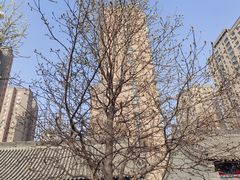 -护国法轮寺