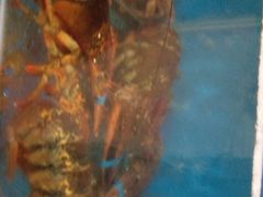 -宾朋海鲜特色美食餐厅·纯手工鲅鱼水饺(兴海路店)