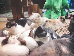 -more than meow吴止猫主题餐厅(承德 中船汇店)