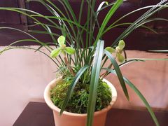 -金陵花卉交易市场