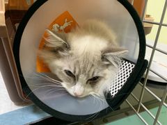 -派特宠物医院(圆融广场店)