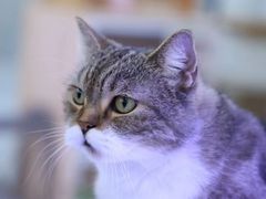 -喵园·猫主题咖啡厅·撸猫·猫咖(国贸店)