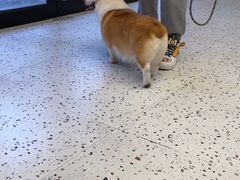 -瑞派康怡24h宠物医院·犬猫医疗中心·微创绝育(瑞景分院)