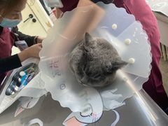 -纳吉亚猫专科动物医院·北北分院