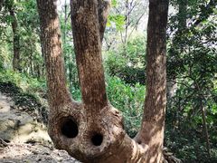 -上海佘山国家森林公园天马山园