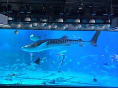 -烟台海昌鲸鲨海洋公园