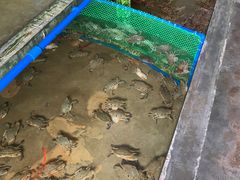 -鸿港海鲜批发市场