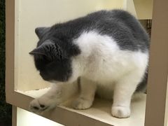 -猫小院猫主题咖啡厅(北锣店)