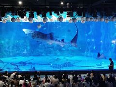 -烟台海昌鲸鲨海洋公园