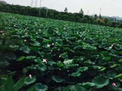 -广州百花山庄度假村(增城万达广场店)