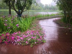 -洋湖国家湿地公园