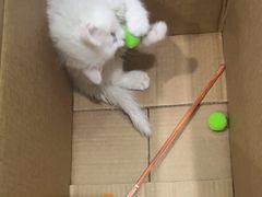 -纳吉亚猫专科动物医院博雅分院