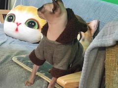 -李小姐の猫咖啡馆(五角场店)