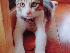 -猫的天空之城概念书店(景德镇陶溪川店)
