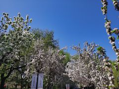 -海棠花溪(元大都城垣遗址公园)
