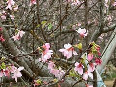 -天适樱花悠乐园