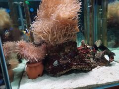 -太平洋海底世界