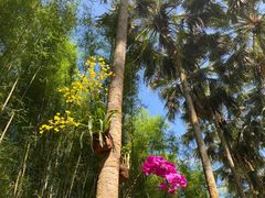-中国科学院西双版纳热带植物园