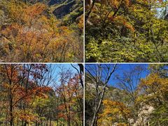 -大岭沟猕猴桃谷风景区
